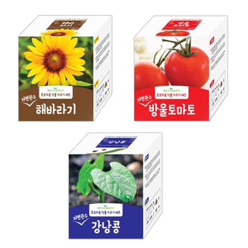 드림가든 식물키우기 (해바라기/방울토마토/강낭콩)KM 5000